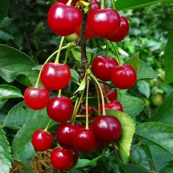 Montmorency Cherry