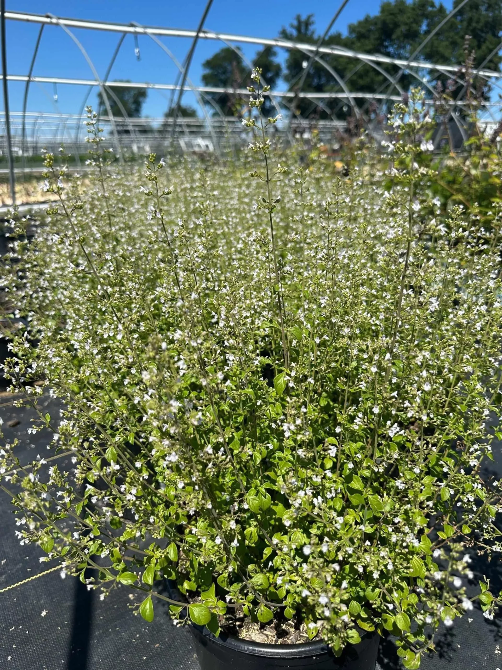 Montrose White Calamint