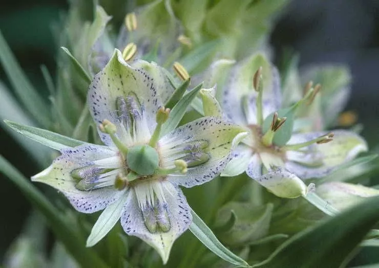 Monument Plant, Green Gentian, Frasera Speciosa, FS0110