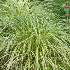 Moon Falls Sedge