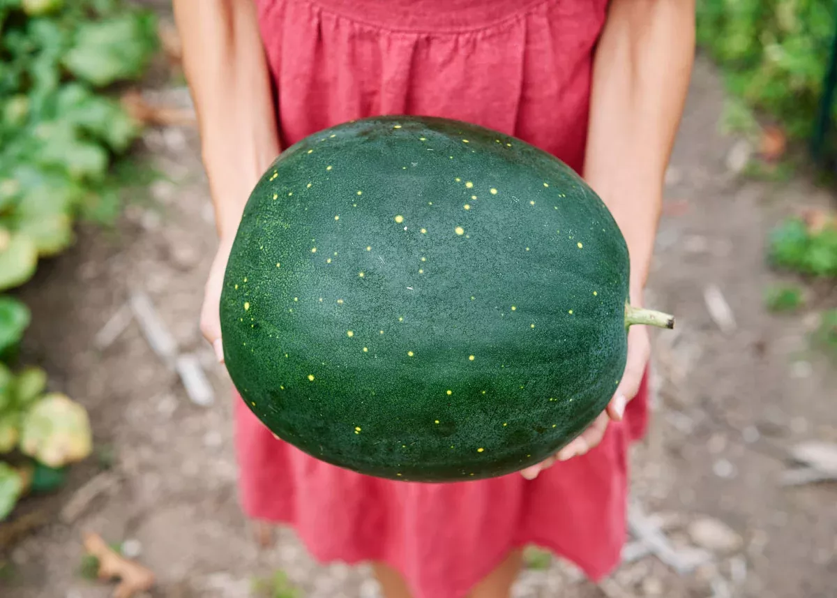 Moon and Stars - Organic Watermelon Seeds