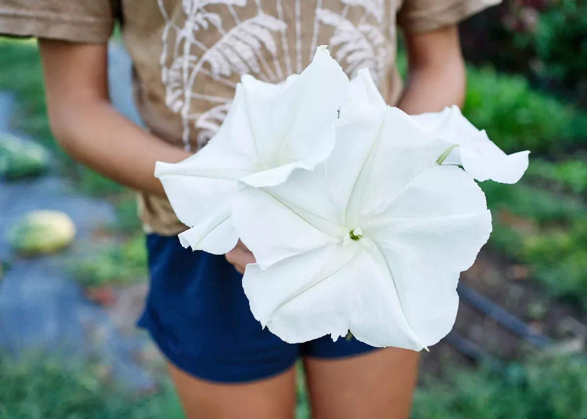 Moonflower Seeds
