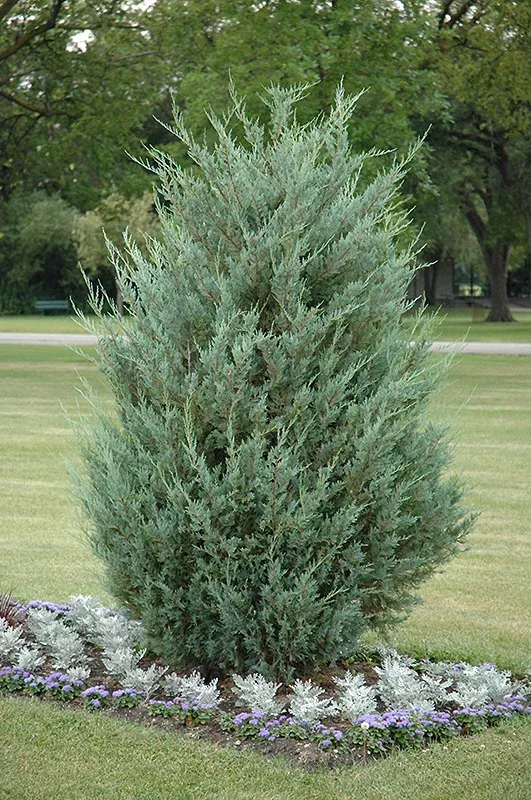 Moonglow Juniper - Juniperus scopulorum - 5-6 Foot Ball & Burlap Evergreen Tree