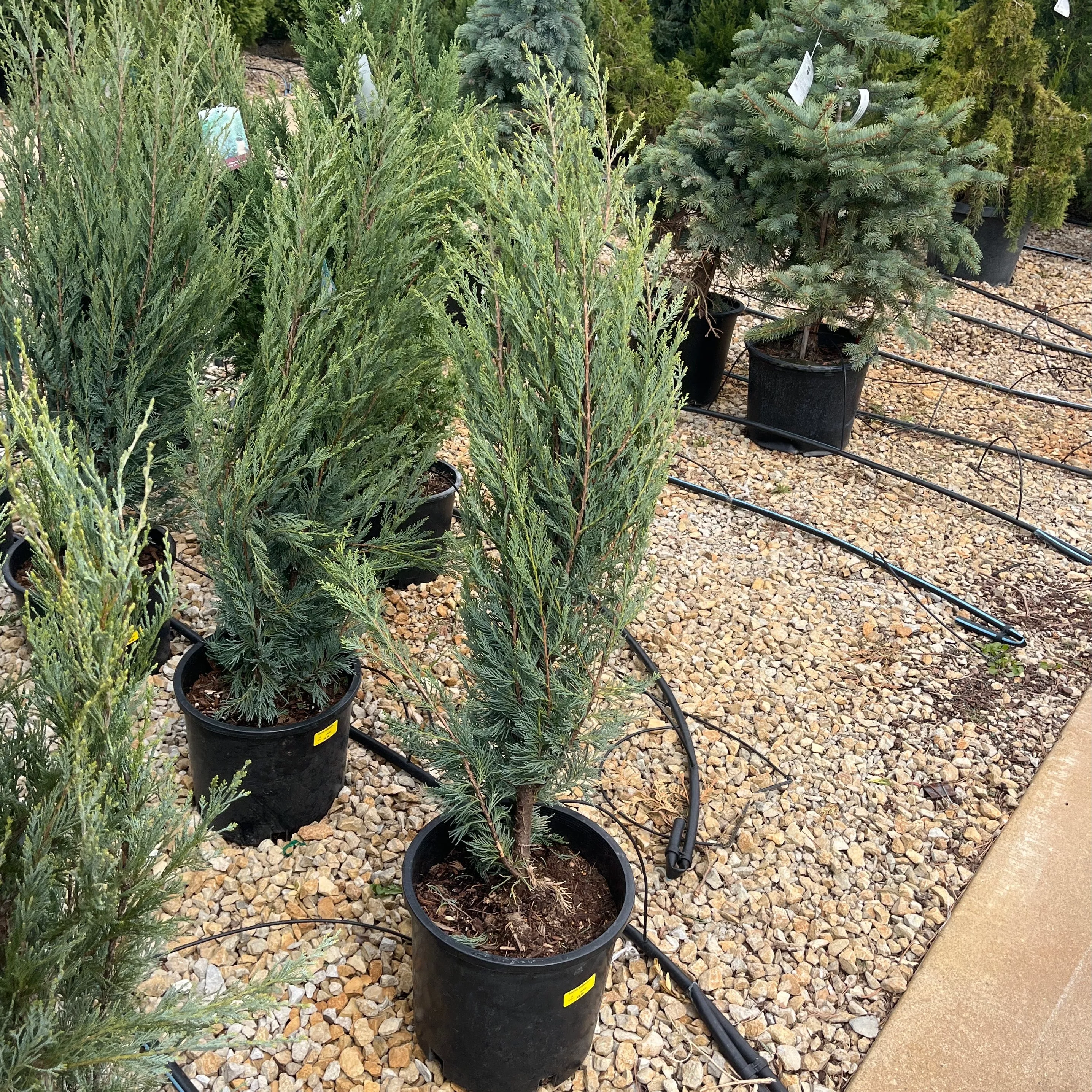 Moonglow Juniper - Juniperus scopulorum - 5 Gallon Potted Evergreen Tree