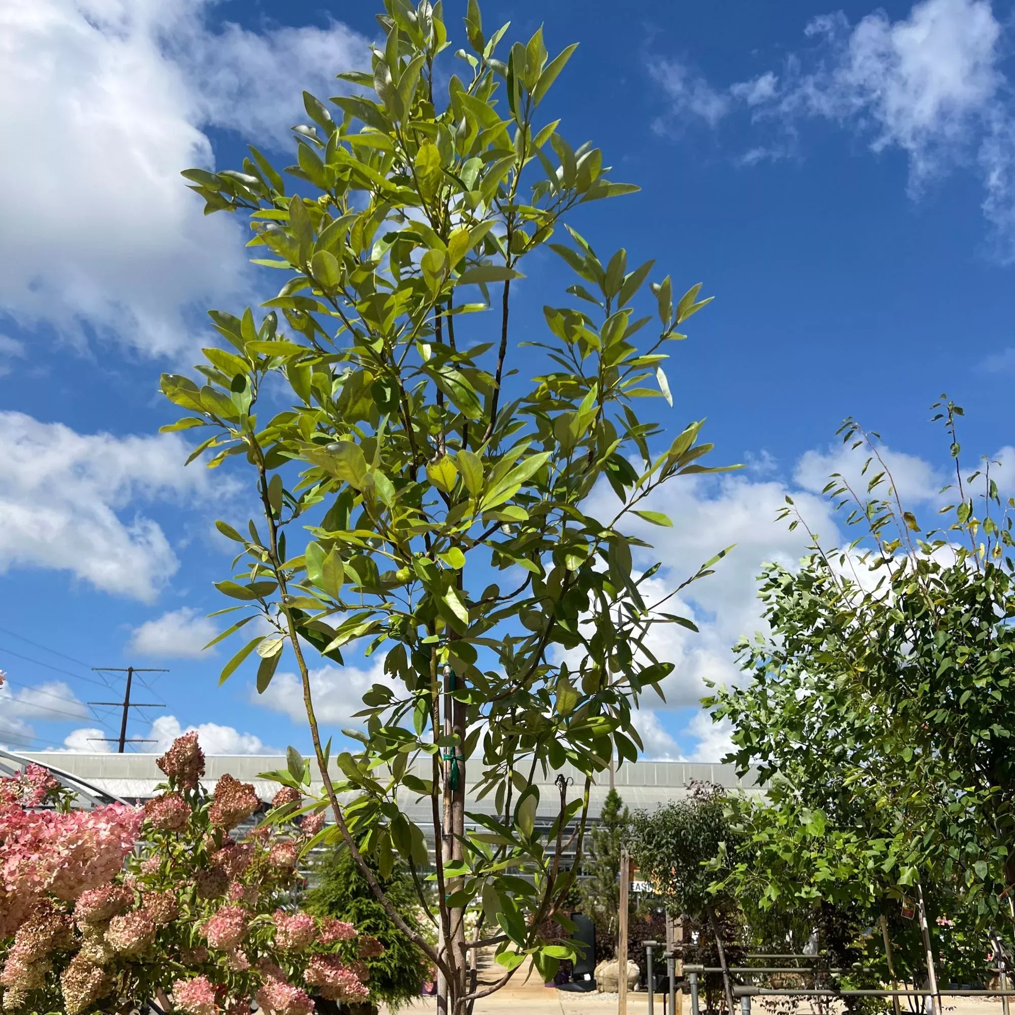Moonglow Sweetbay Magnolia - Magnolia virginiana 'Jim Wilson' - 15 Gallon Potted Tree