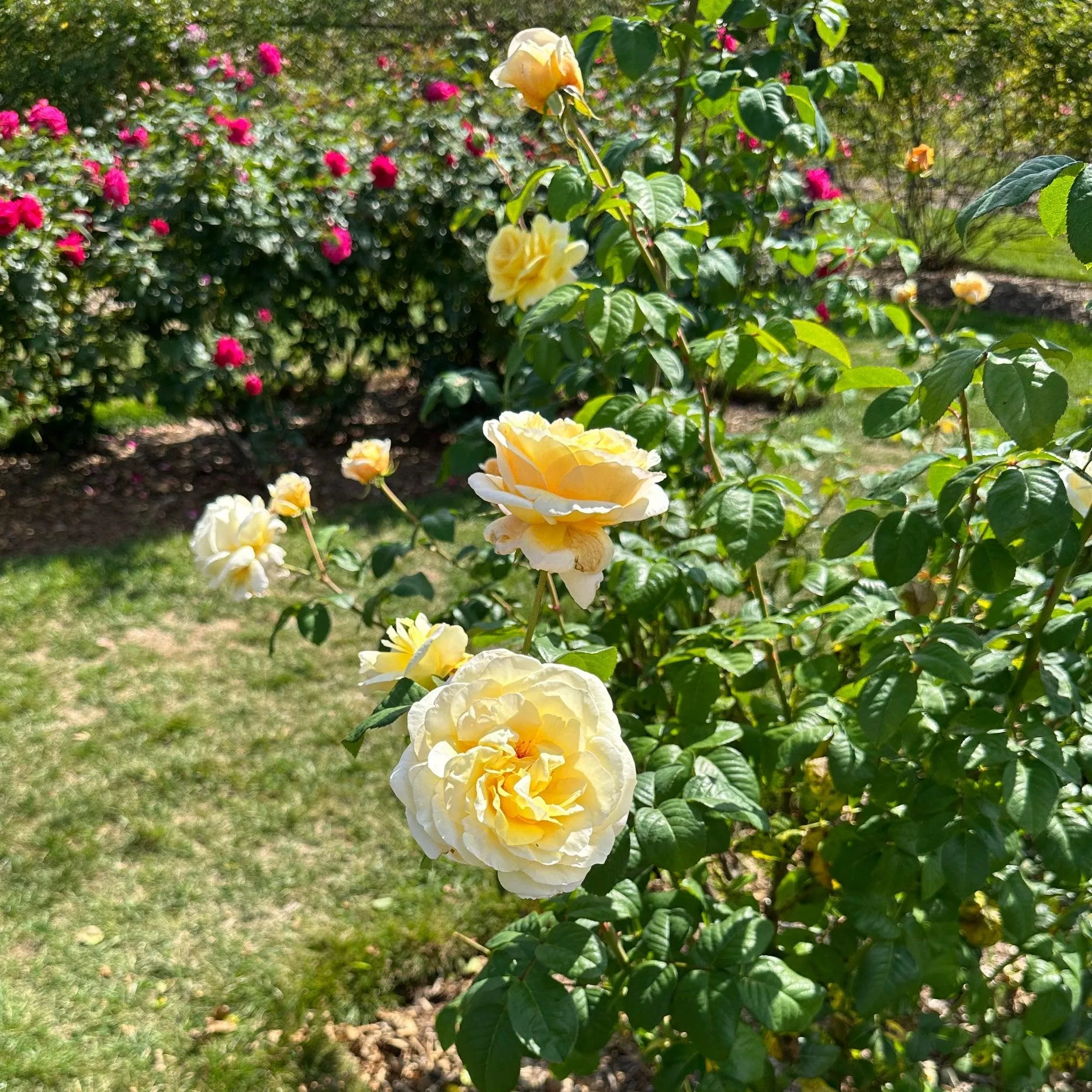 Moonlight Romantica Hybrid Tea Rose