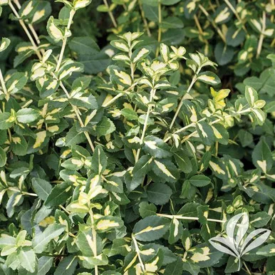 Moonshadow Euonymus
