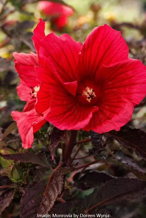 Moonshadow™Hardy Hibiscus