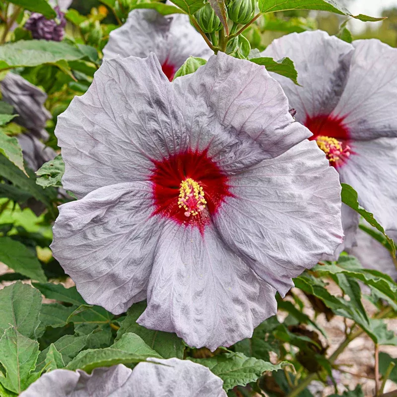 Moonstone Magic Hibiscus