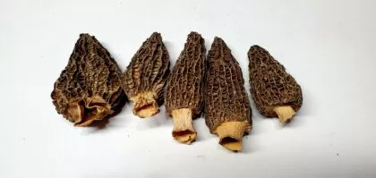 Morchella Conica (Morel) – Whole Dried Mushrooms