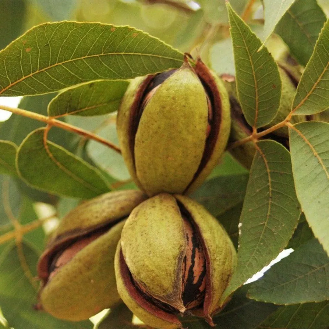 Moreland Pecan Tree