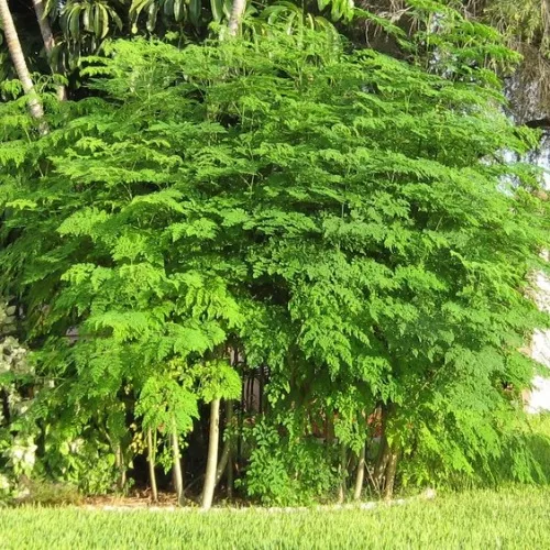 Moringa (Cây chùm ngây)