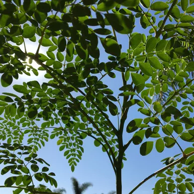 Moringa Tree (Moringa Oleifera)