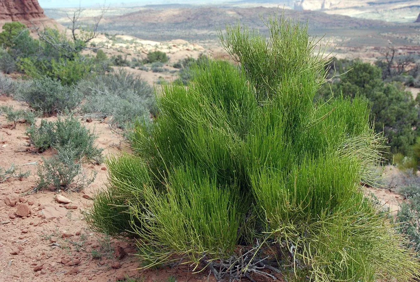 Mormon Tea Seeds, Medicinal Green Mountain Tea, Mormon Tea E, Viridis EP0120