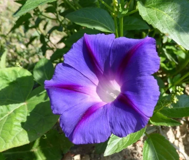 Morning Glory Seeds