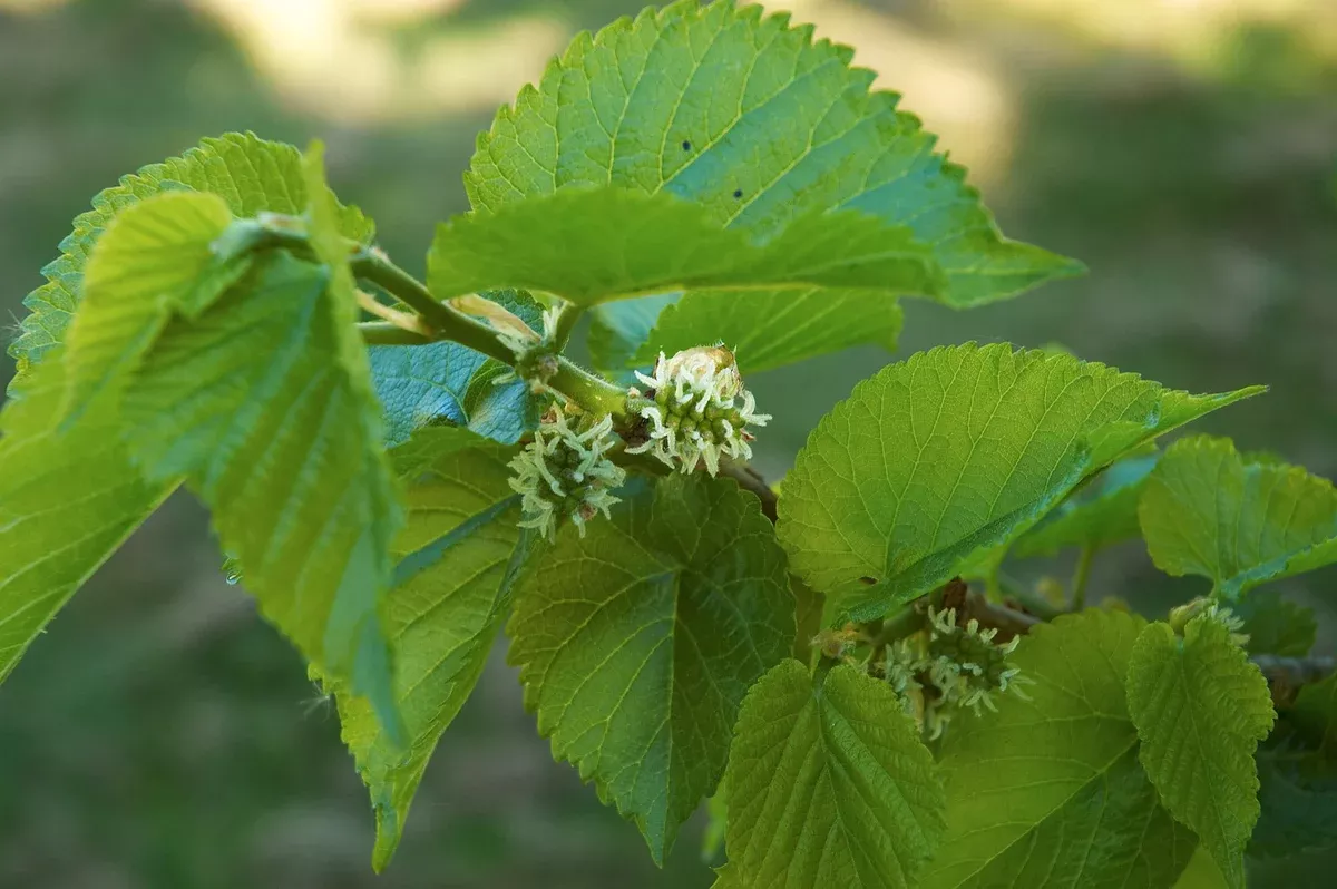 Morus nigra Seeds - Black Mulberry