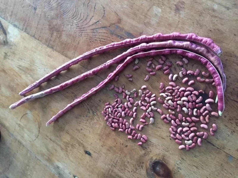 Mosaic Yard Long Beans, Vigna unguiculata, Asparagus Bean VI0520