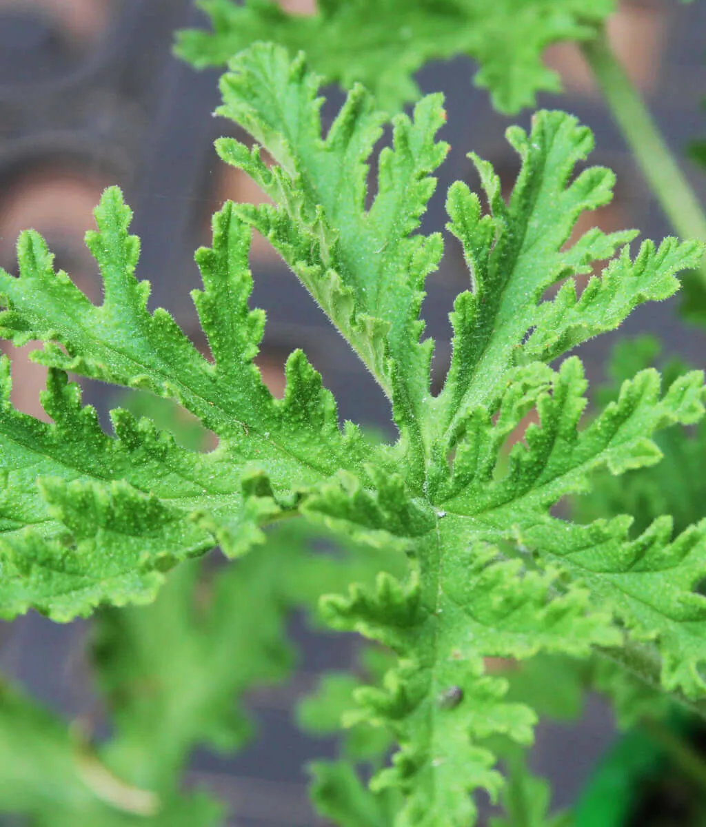 Mosquito Plant