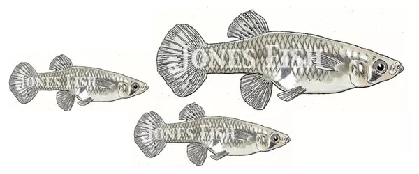 Mosquitofish