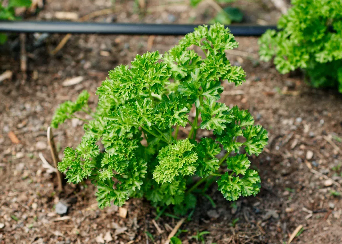Moss Curled - Organic Parsley Seeds