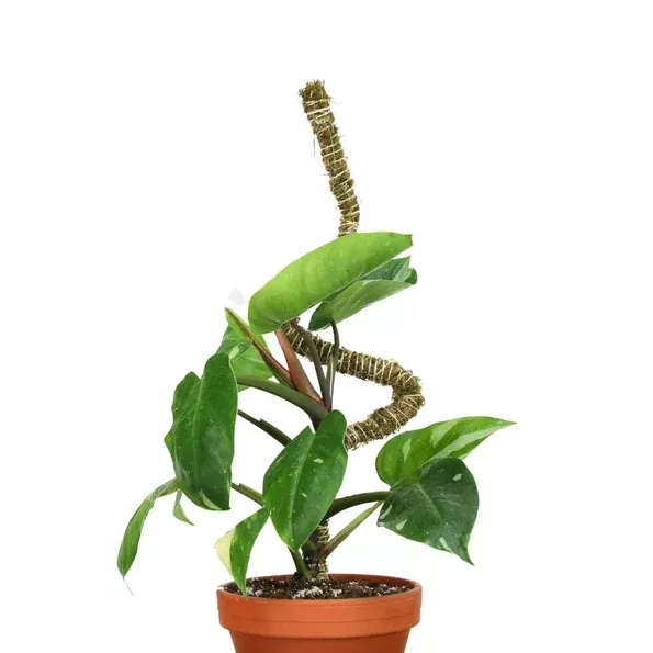 Mossify Bendable Moss Pole