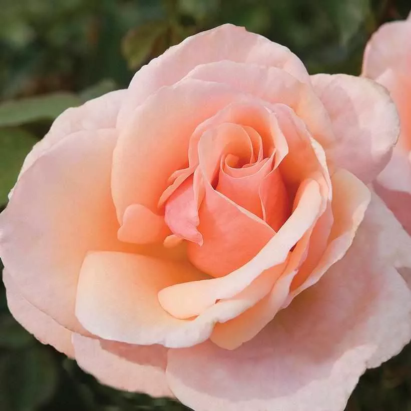 Mother of Pearl Grandiflora Rose