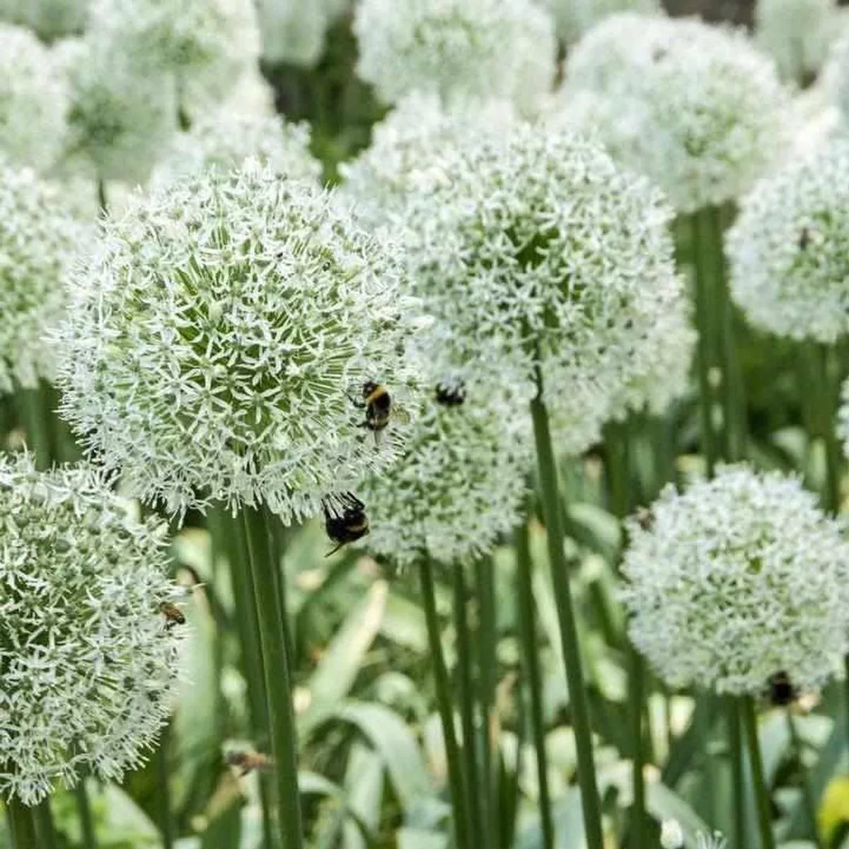 Mount Everest Flowering Onion