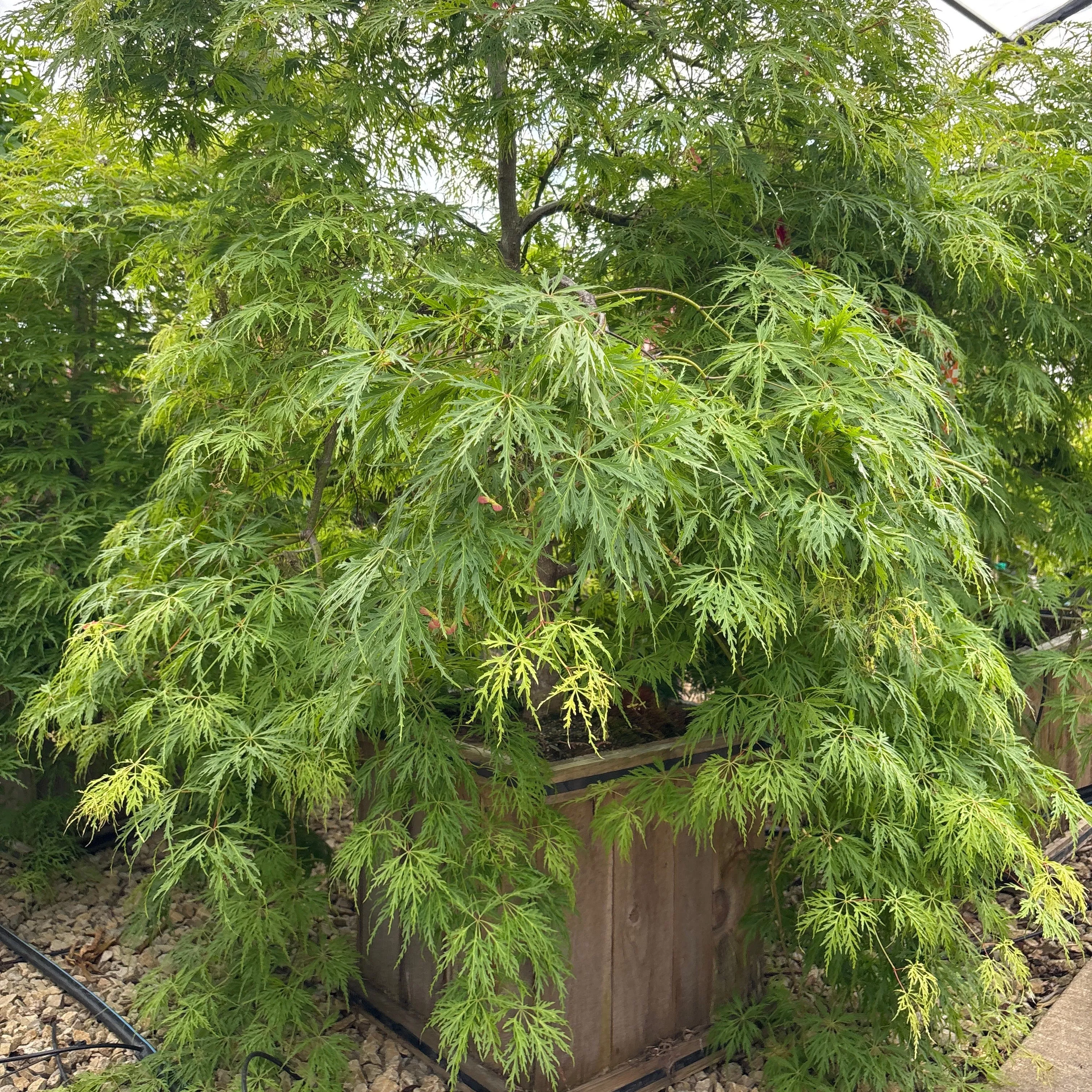 Mountain Fire Japanese Pieris - Pieris japonica - 15 Gallon Boxed Shrub