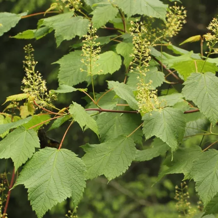 Mountain Maple Seeds