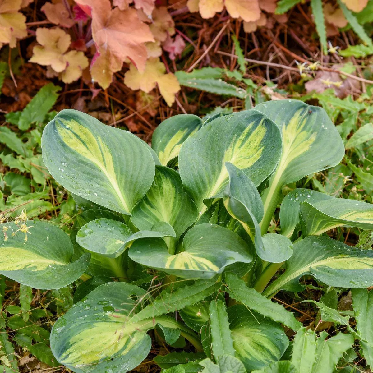 Mouseketeer Hosta