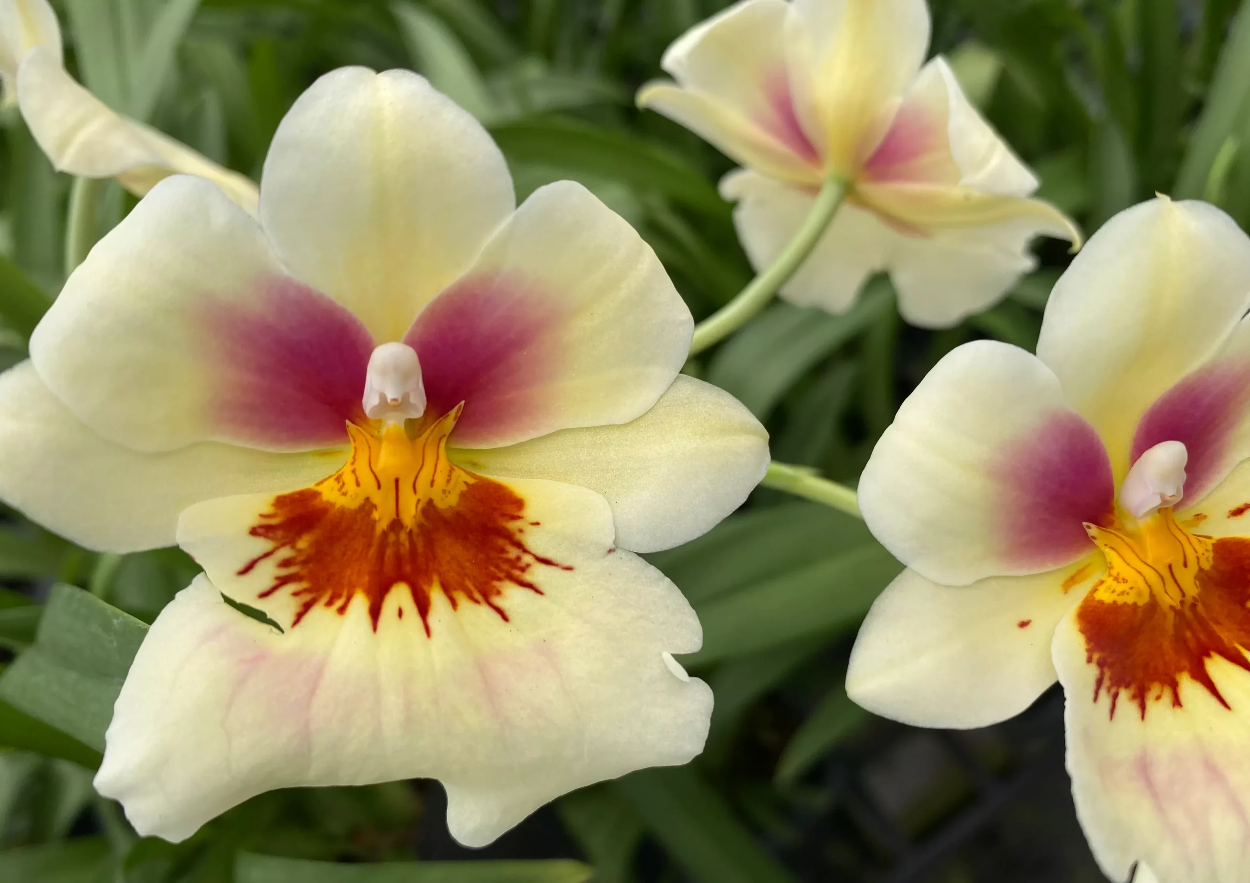 Mps. Arthur Cobbledick 'Springtime' HCC/AOS -In season!