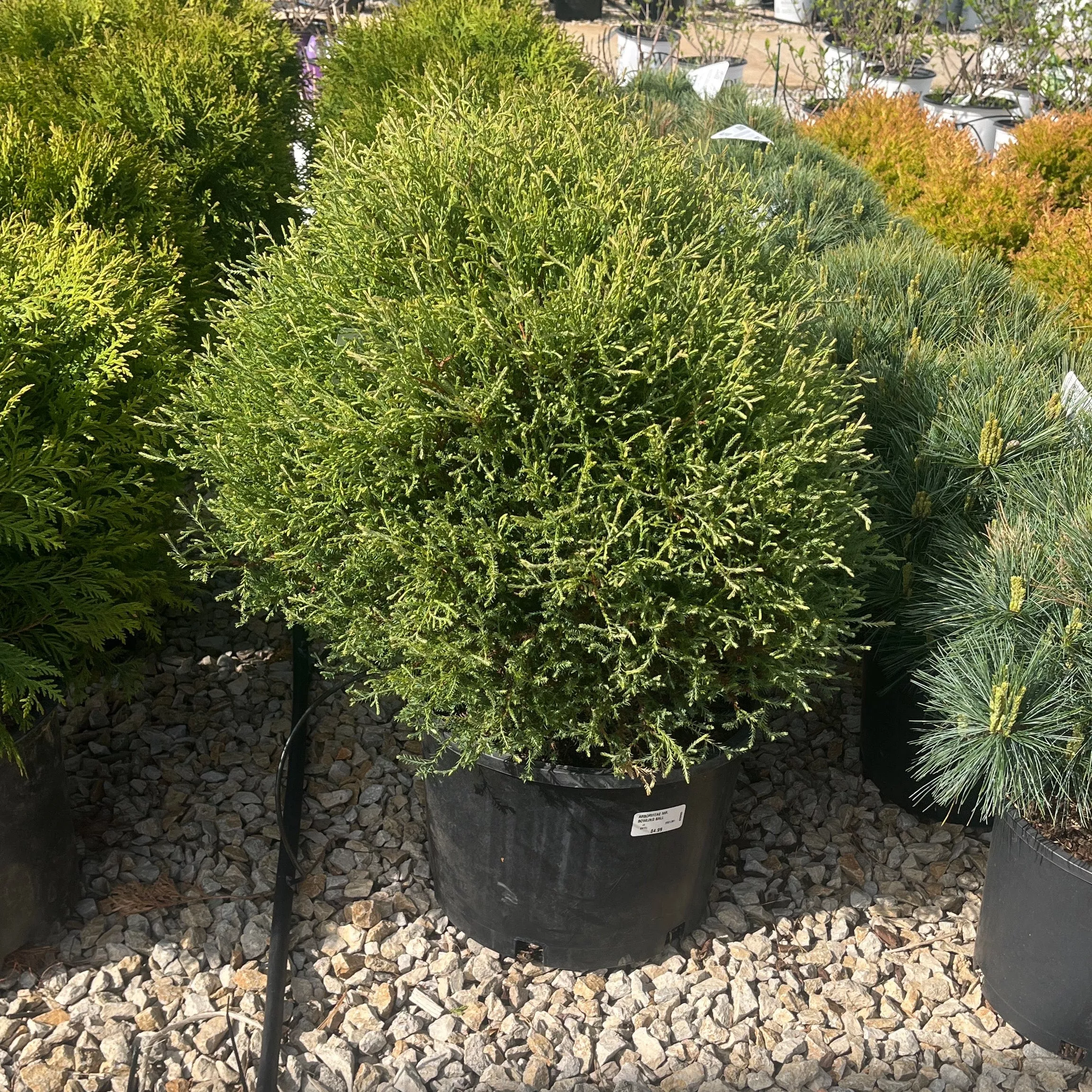 Mr. Bowling Ball Arborvitae - Thuja occidentalis 'Bobazam' - 6 Gallon Potted Evergreen Shrub