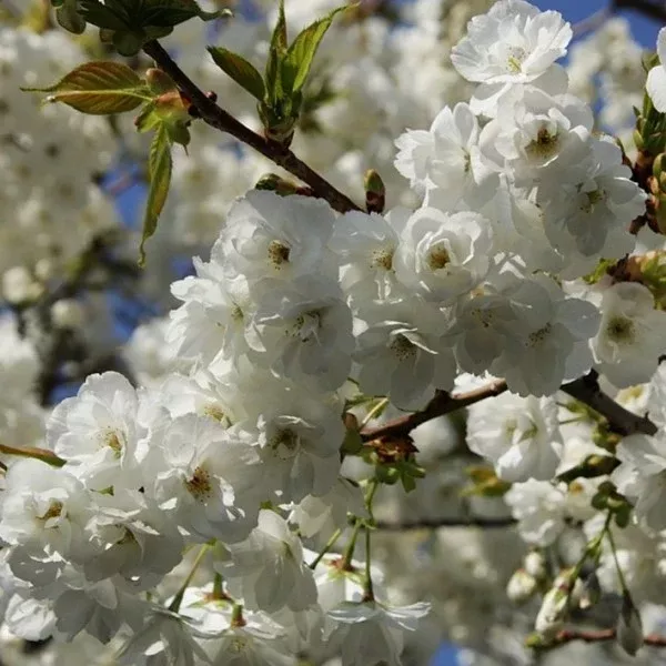 Mt Fuji Shirotae Flowering Cherry