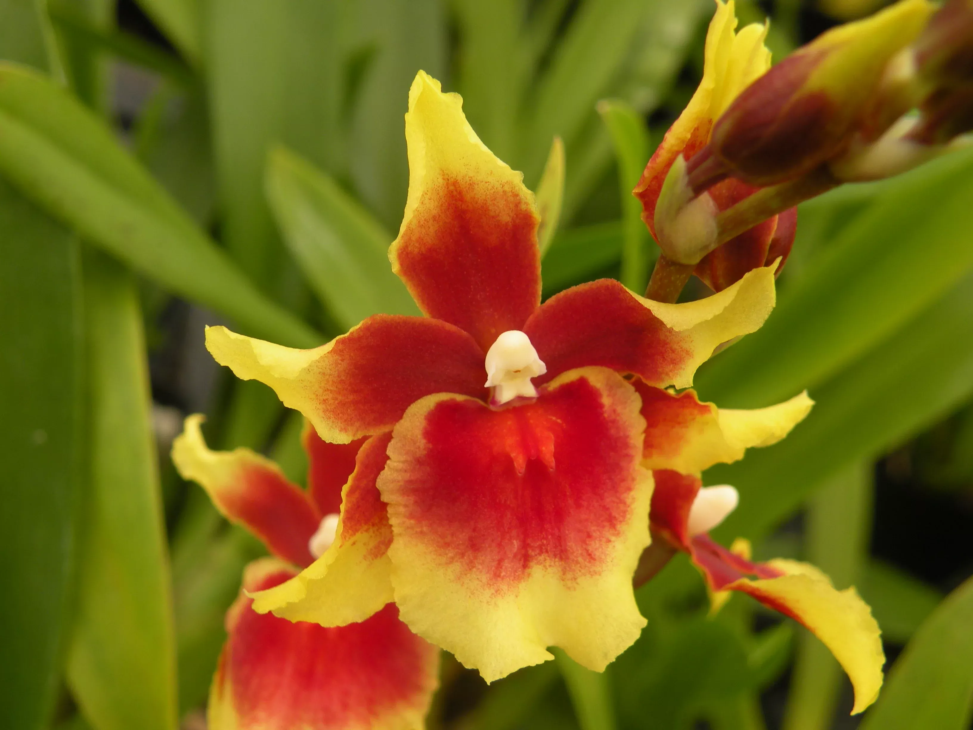 Mtdm. Pacific Waters' Paul's Pride'