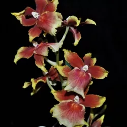 MTDM. PACIFIC WATERS 'PAULS PRIDE'TROPICAL Z 9+