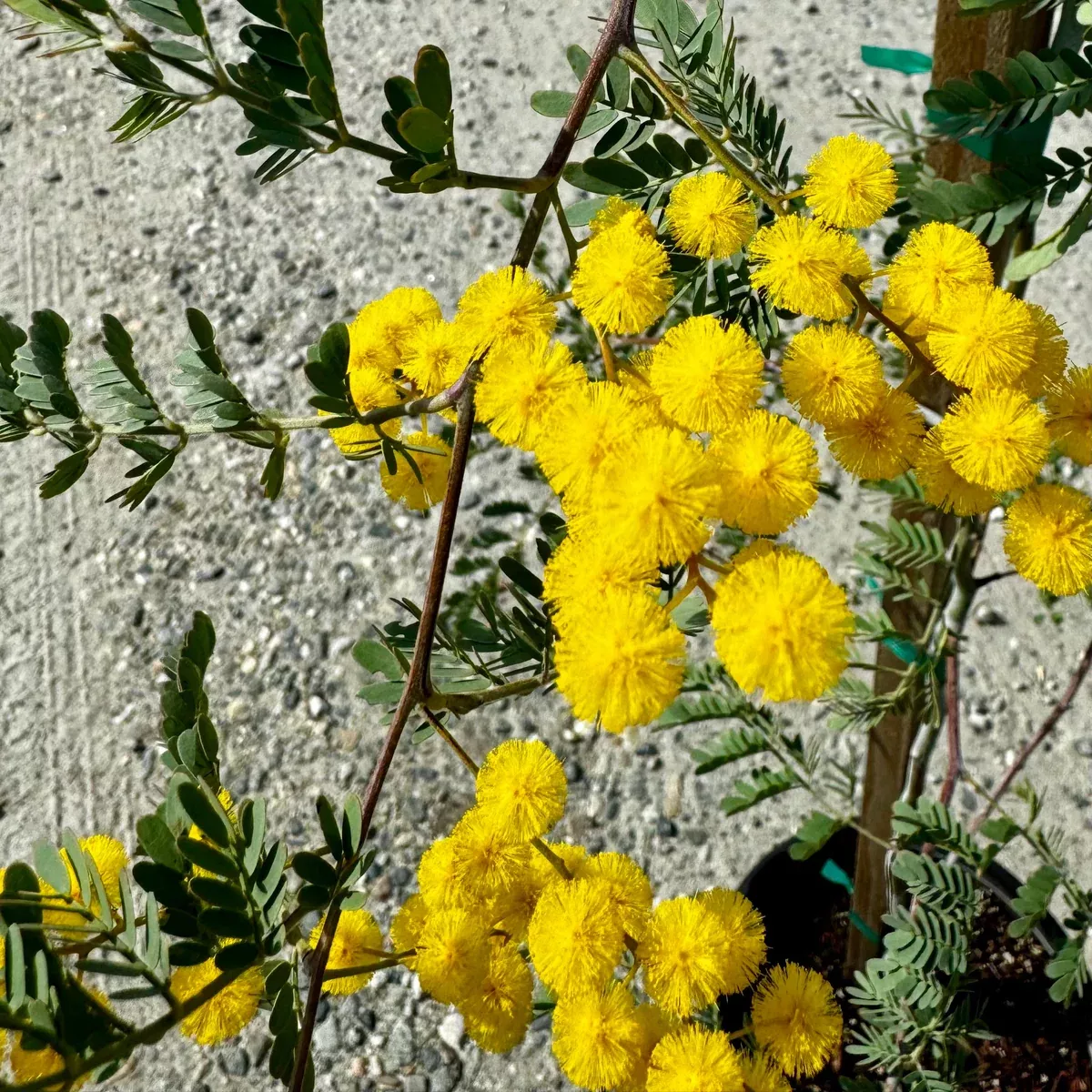 Mudgee Wattle