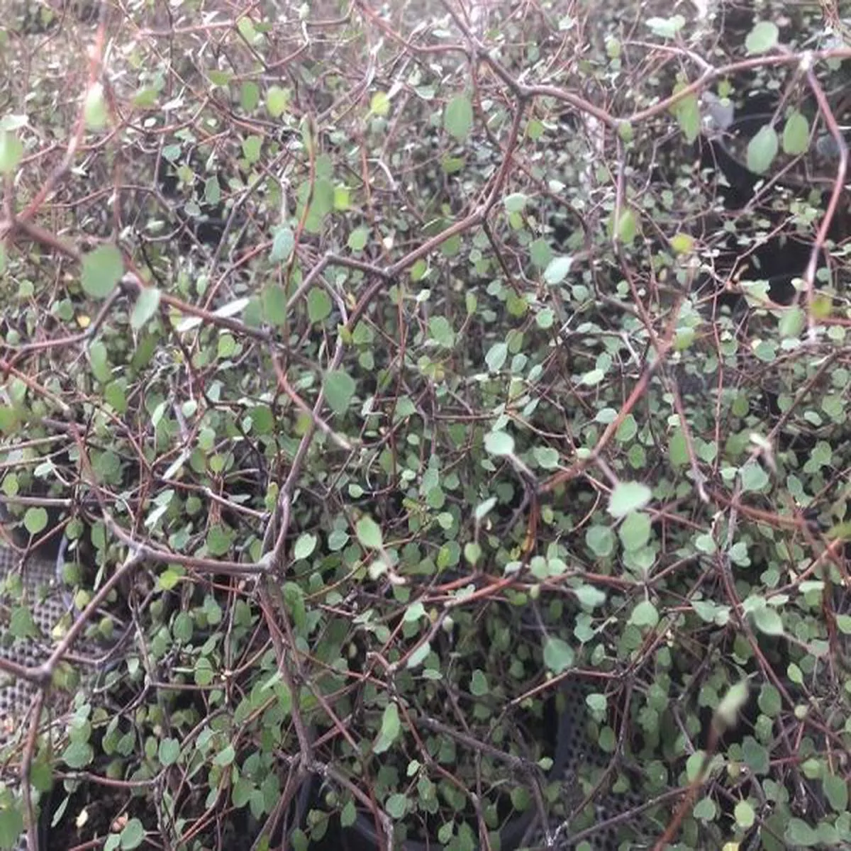 Muehlenbeckia astonii