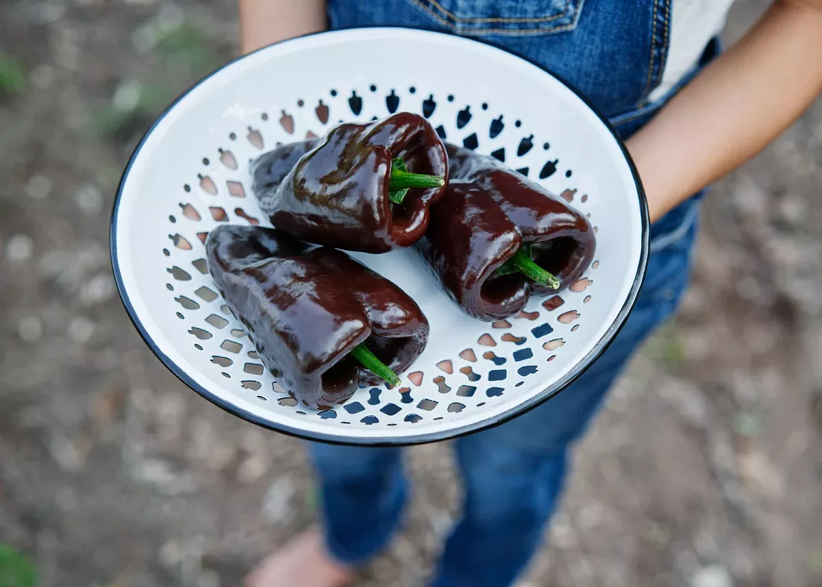 Mulato Isleño - Hot Pepper Seeds