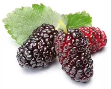 Mulberry Tree Everbearing Variety