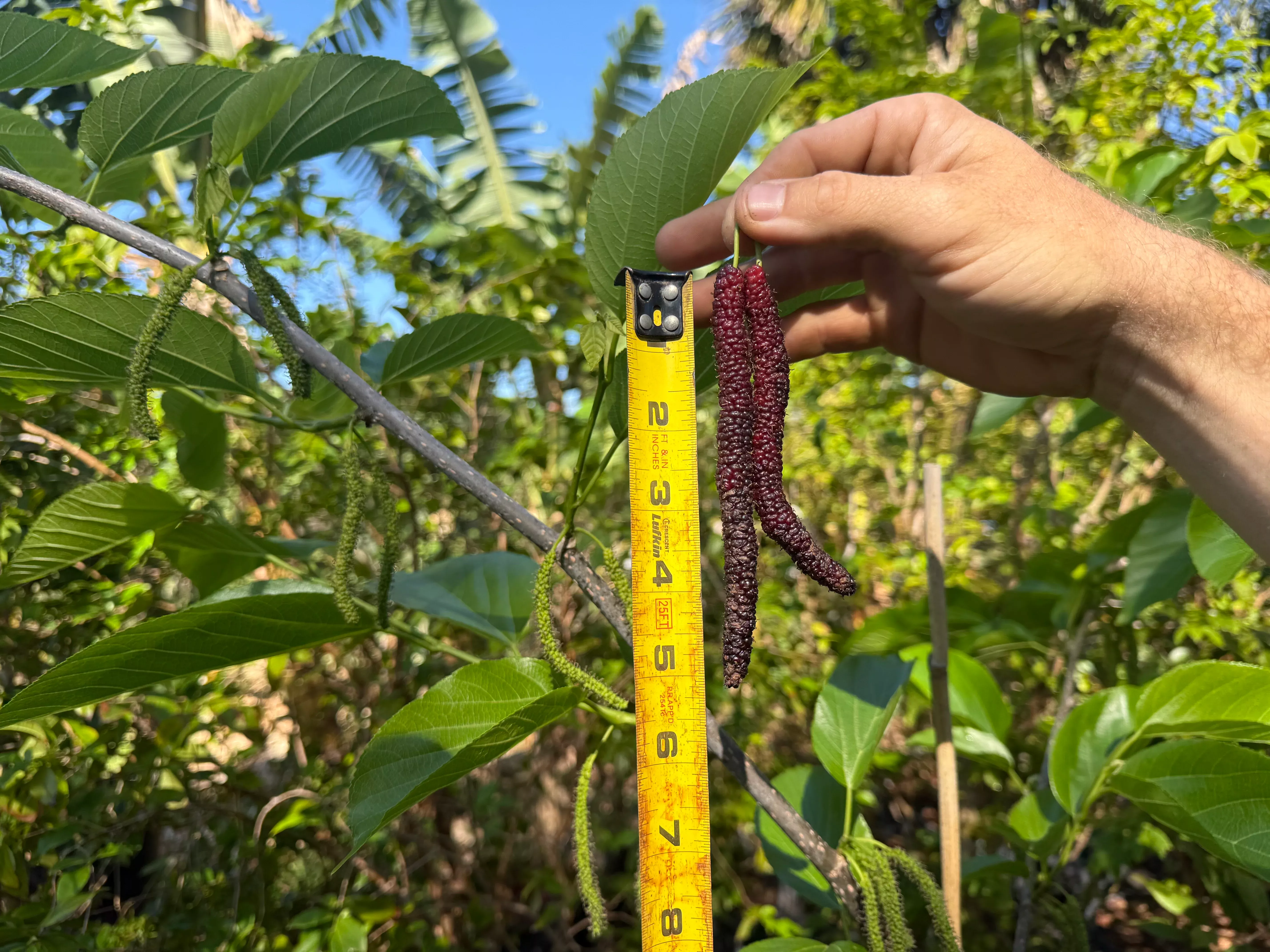 Mulberry Tree 'Skinner' (grafted)