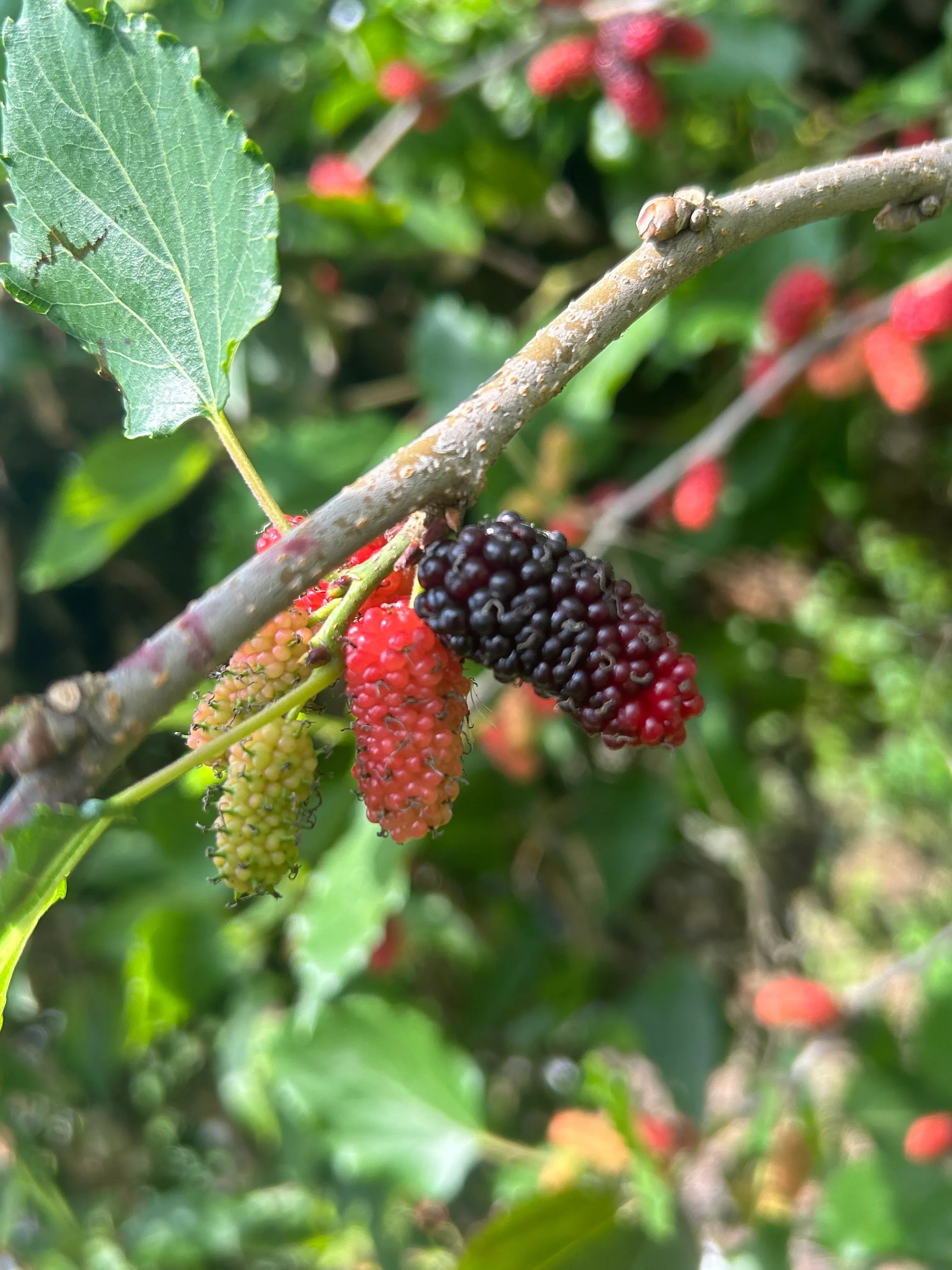 Mulberry Tree 'World's Best'