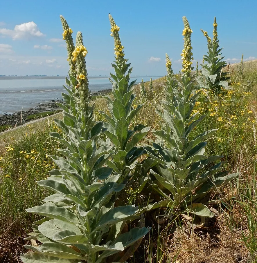 Mullein, Great