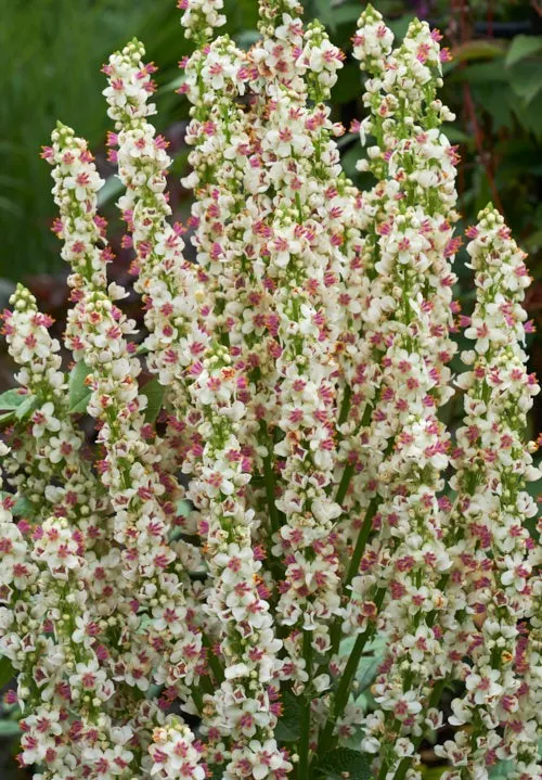 Mullein, Nettle-leaved ‘Wedding Candles’