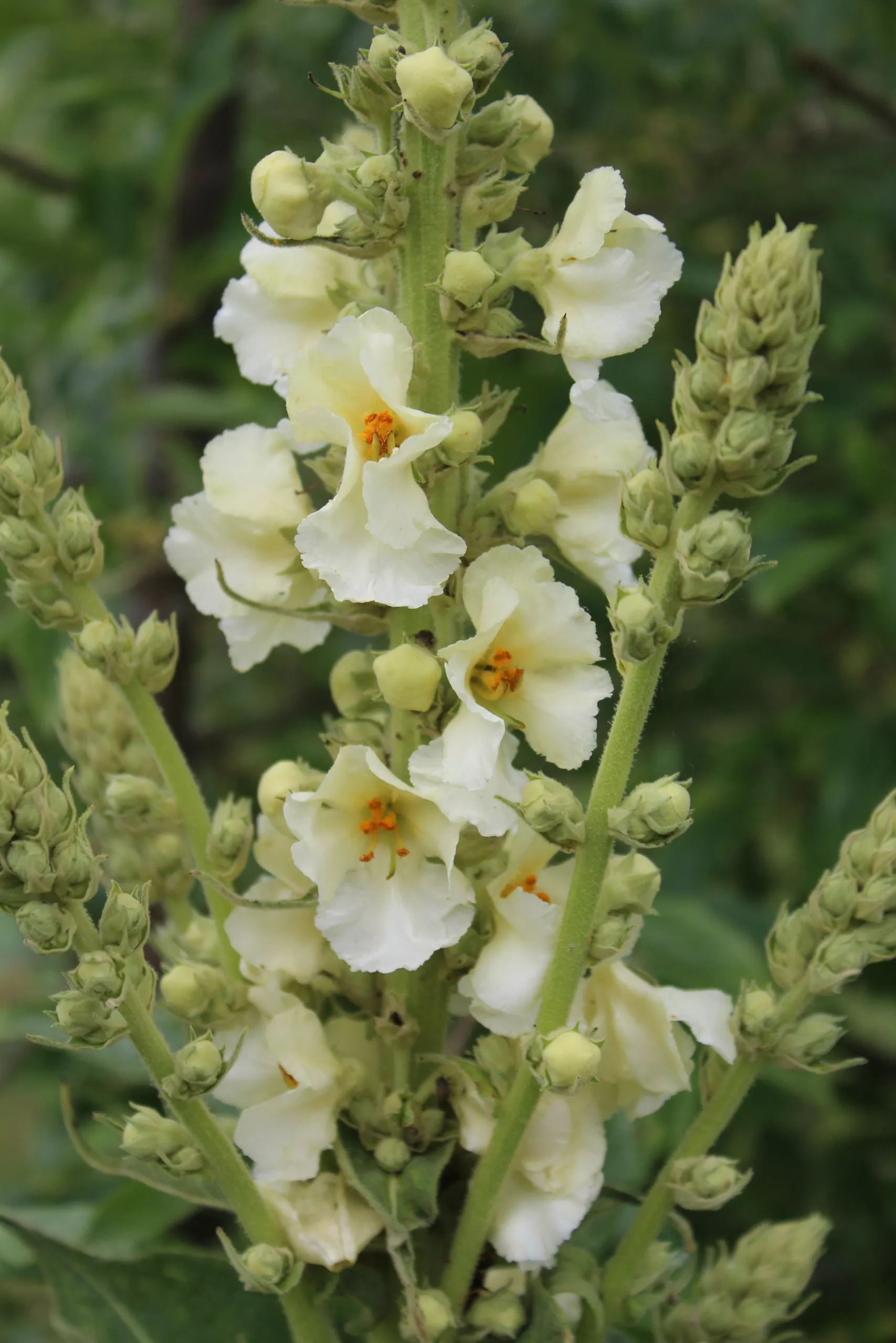 Mullein, Woolly ‘Snow Maiden’ (‘Spica’)