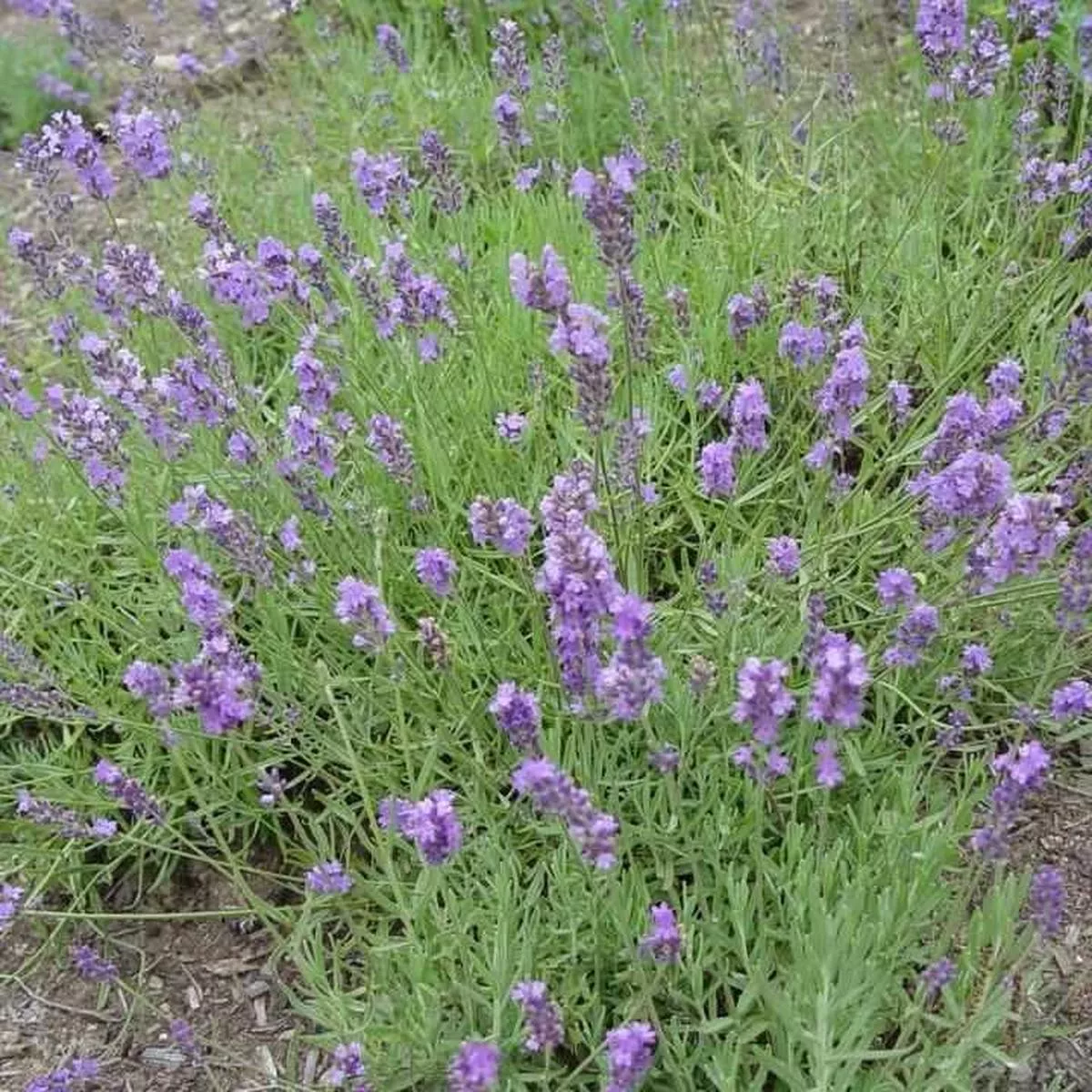 Munstead Strain Lavender