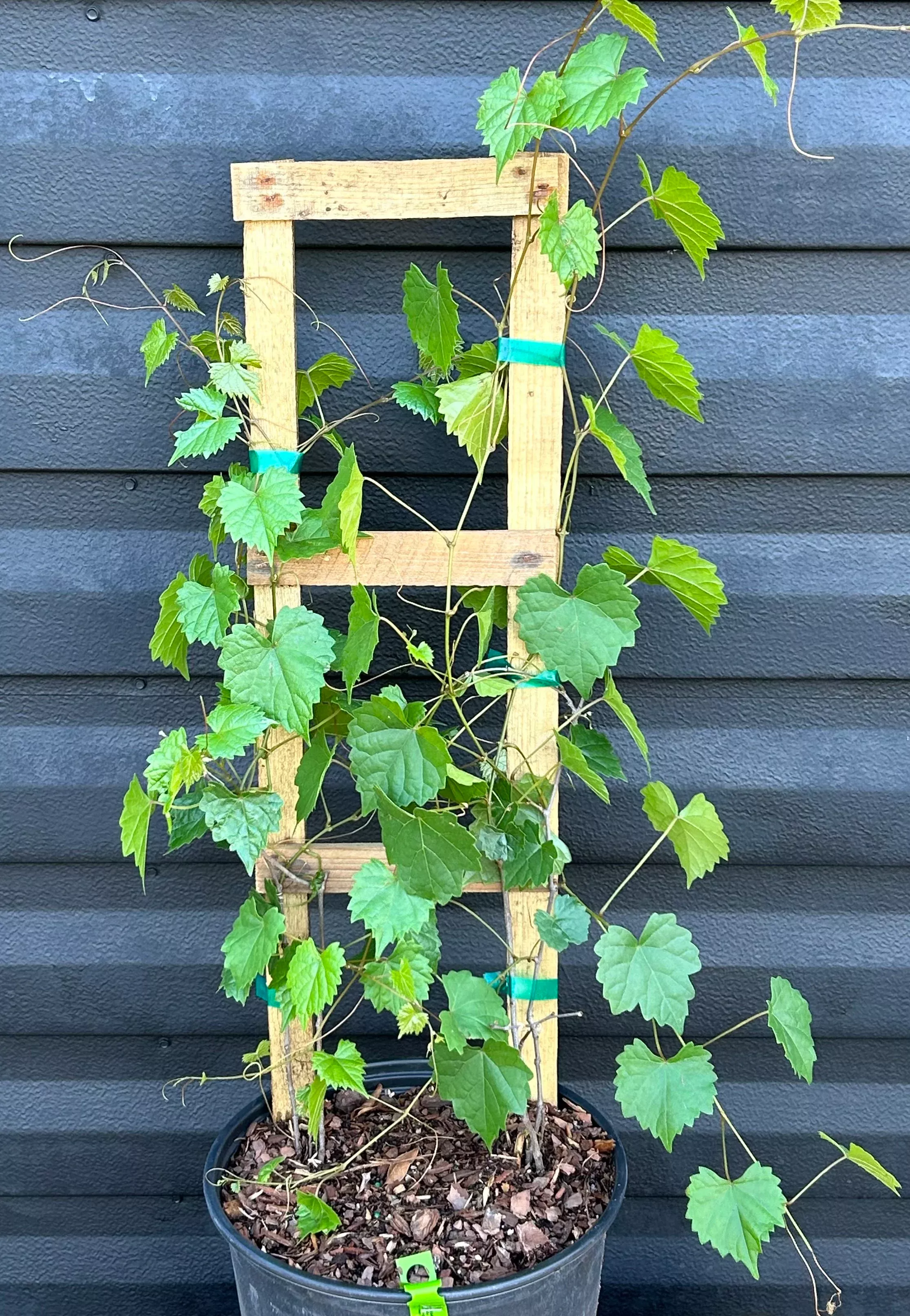 Muscadine Grape Vine'Alachua'