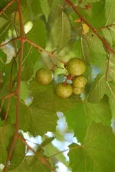 Muscadine Vitus CARLOSReddish Bronze Fruit Zone 7
