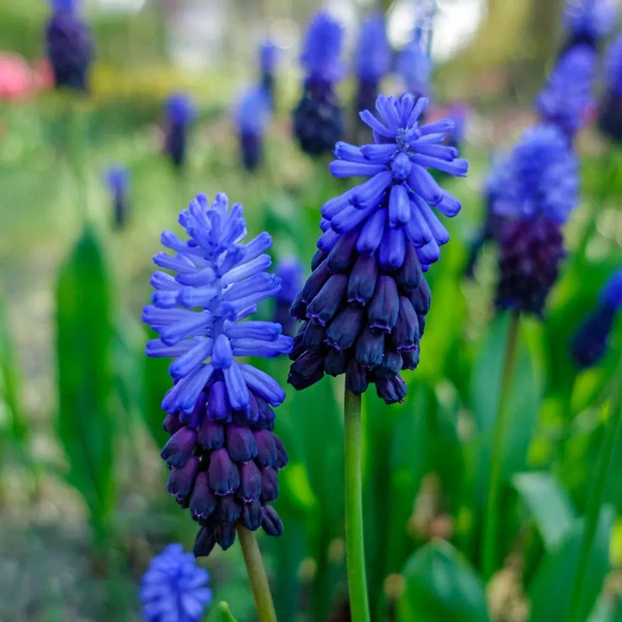 Muscari latifolium