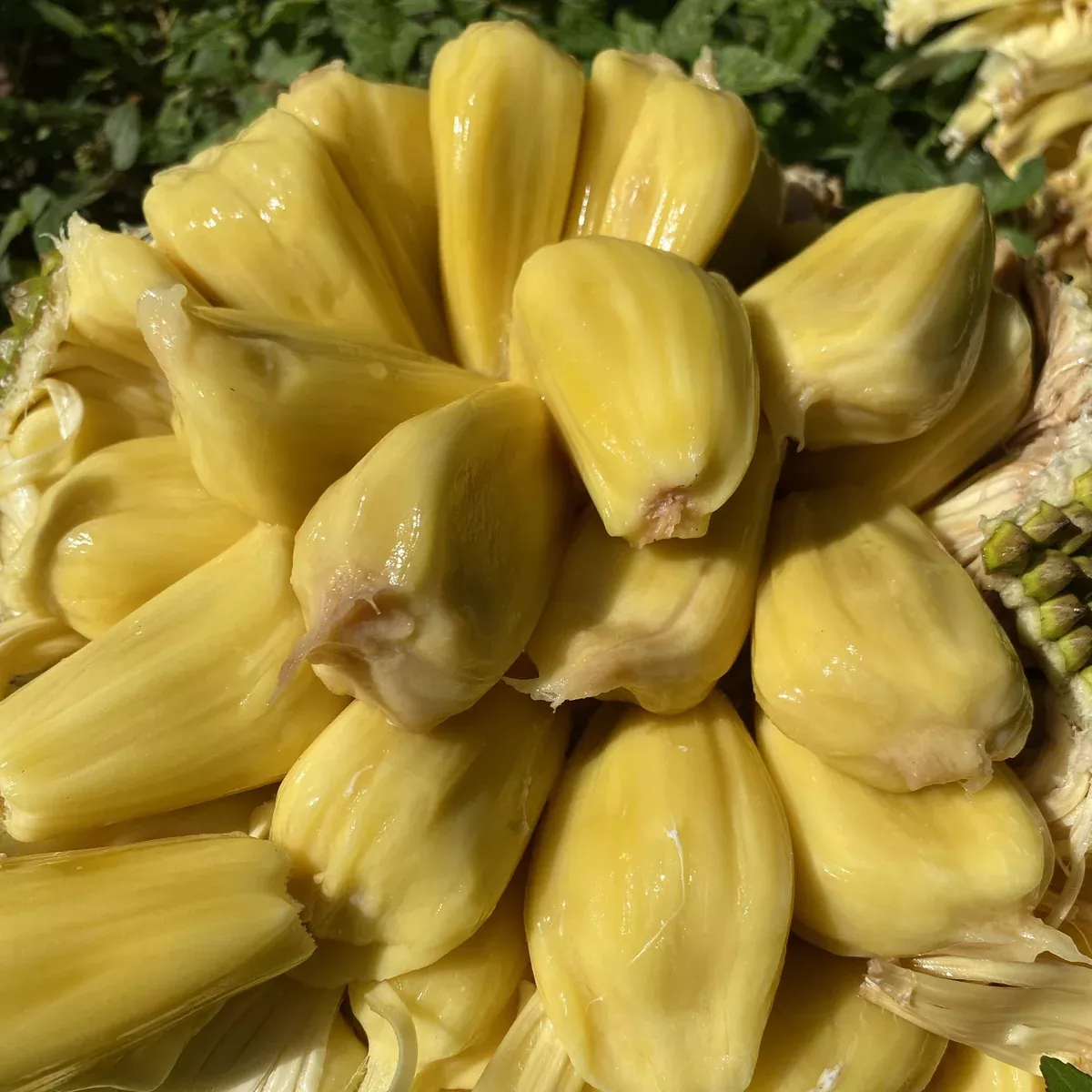 Mushy Jackfruit