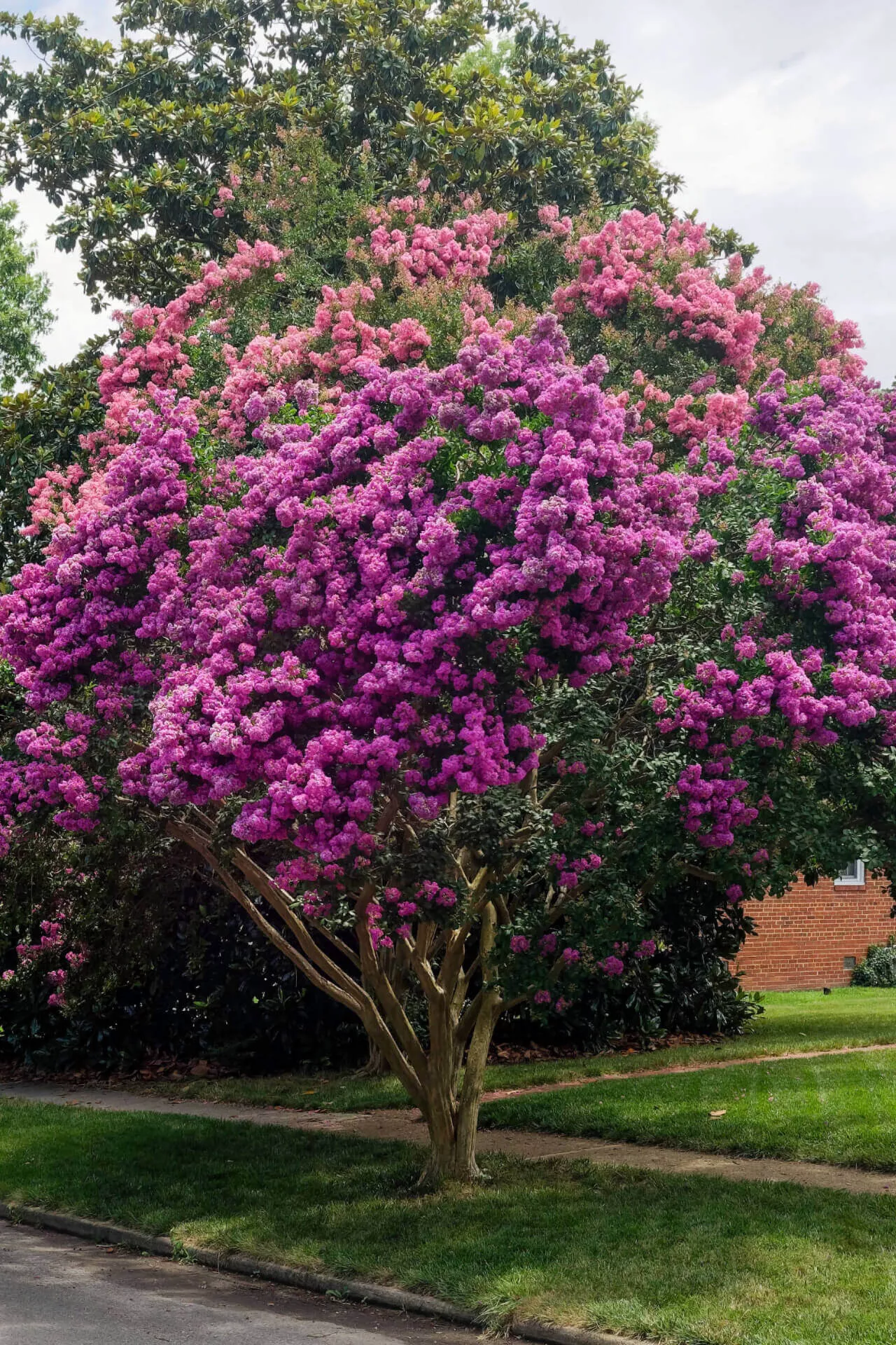 Muskogee Crepe Myrtle Shrub